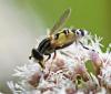 Helophilus trivittatus